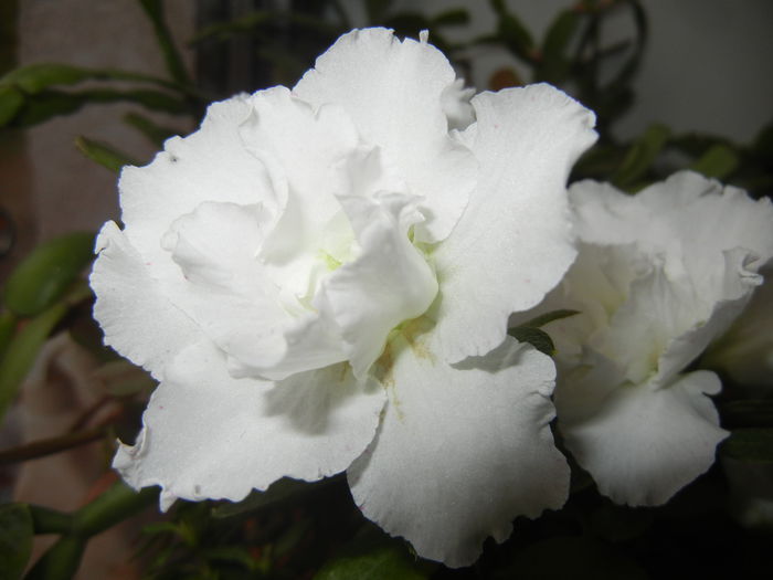 White Azalea (2014, November 20) - Azalea White
