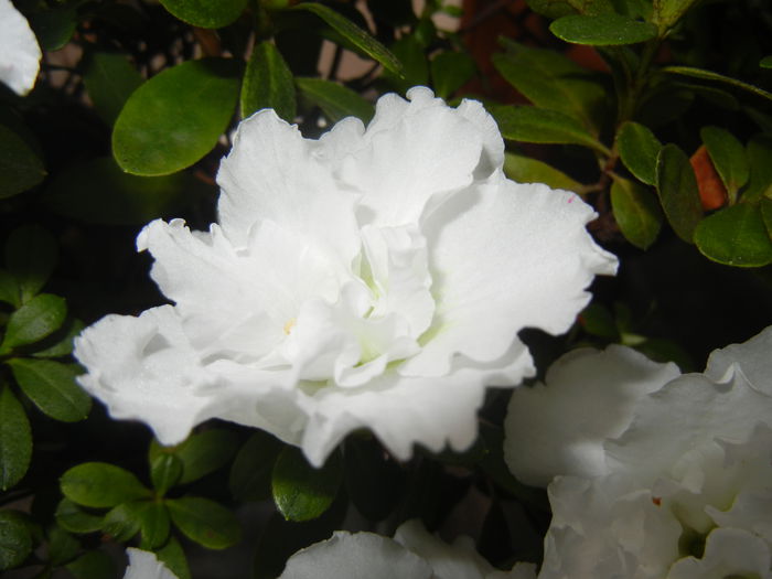 1120 White Azalea (2014, November 20)03