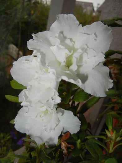 White Azalea (2014, November 20) - Azalea White