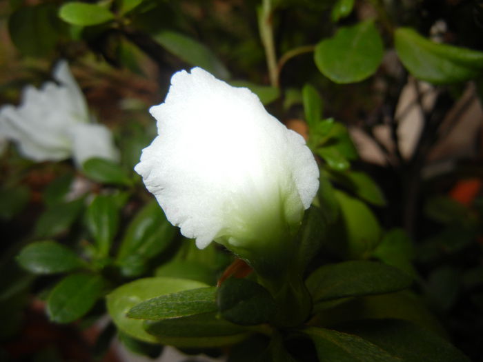 White Azalea (2014, November 20) - Azalea White
