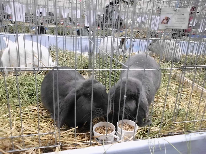 22.11.2014 Expo Brasov (132) - V Expo -HOBBY CENTRUM- Brasov