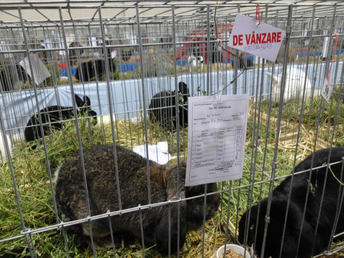 22.11.2014 Expo Brasov (126) - V Expo -HOBBY CENTRUM- Brasov