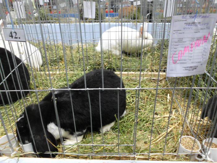 22.11.2014 Expo Brasov (131) - V Expo -HOBBY CENTRUM- Brasov