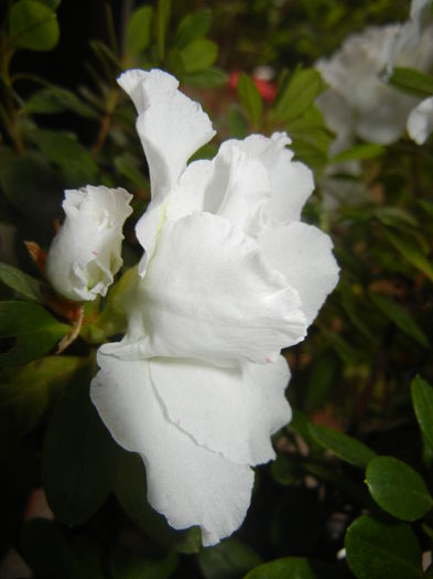 White Azalea (2014, November 20) - Azalea White