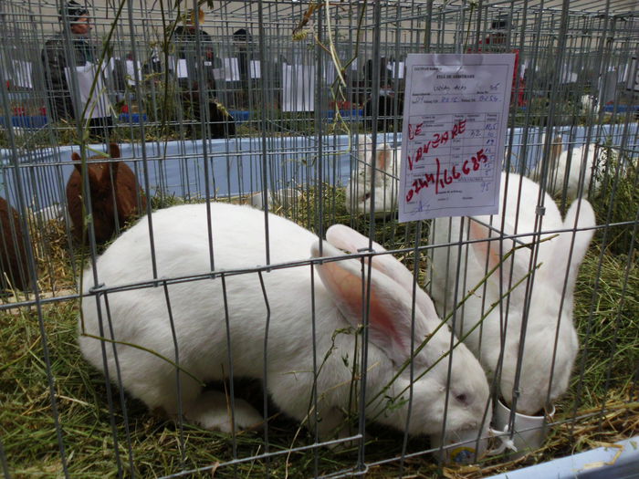 F de vanzare,foarte lunga