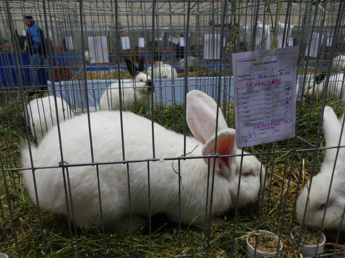 22.11.2014 Expo Brasov (108)