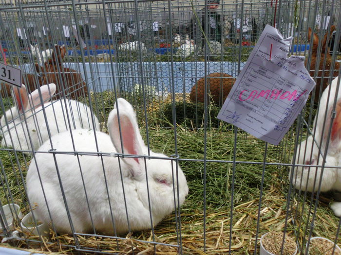 22.11.2014 Expo Brasov (118)