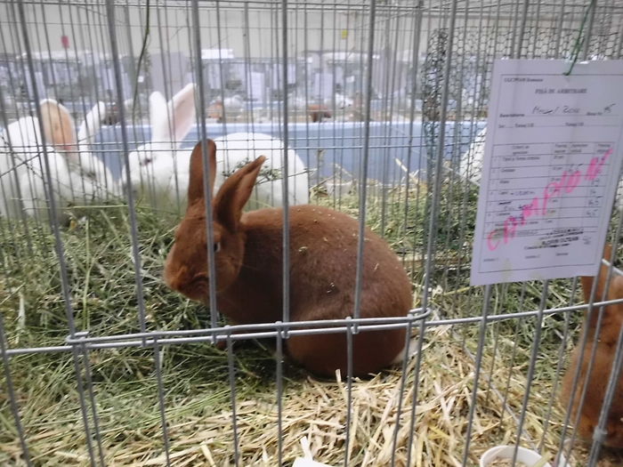 22.11.2014 Expo Brasov (102)