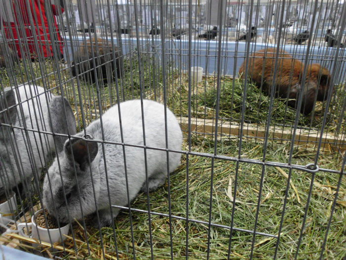 22.11.2014 Expo Brasov (90)