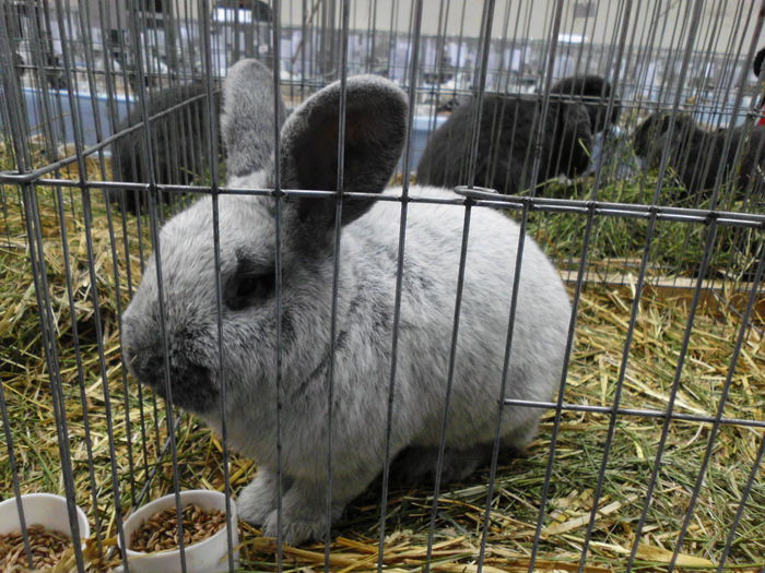 22.11.2014 Expo Brasov (91)