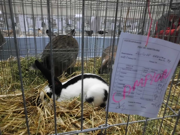 22.11.2014 Expo Brasov (86)