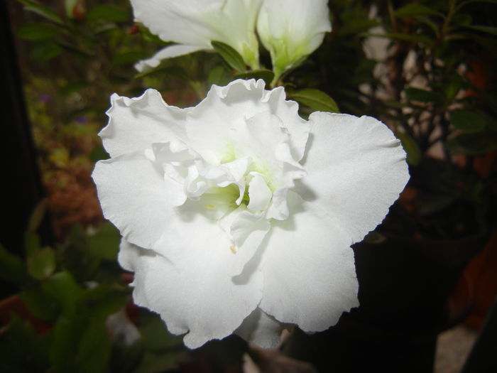 White Azalea (2014, November 20) - Azalea White