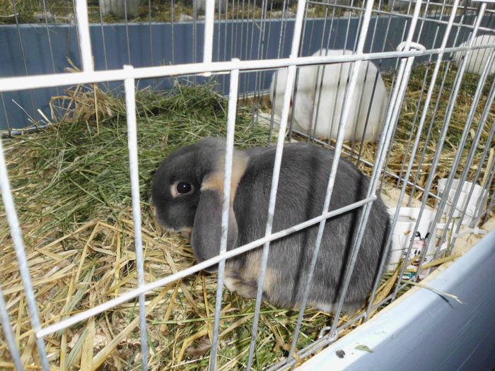 22.11.2014 Expo Brasov (76)