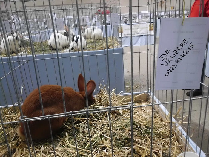 22.11.2014 Expo Brasov (68)