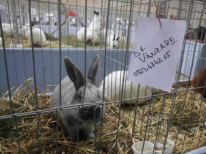 22.11.2014 Expo Brasov (66)