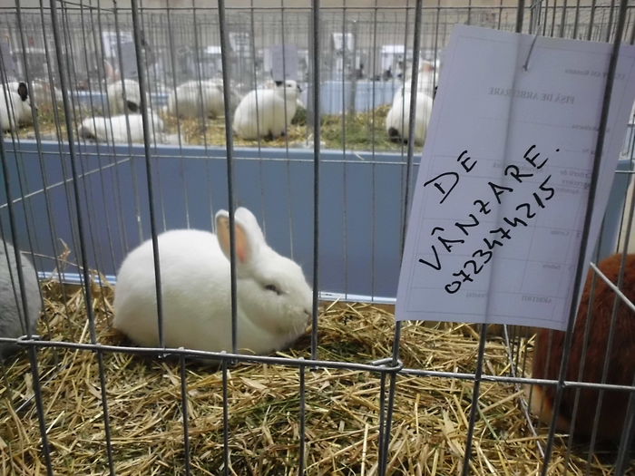 22.11.2014 Expo Brasov (67)