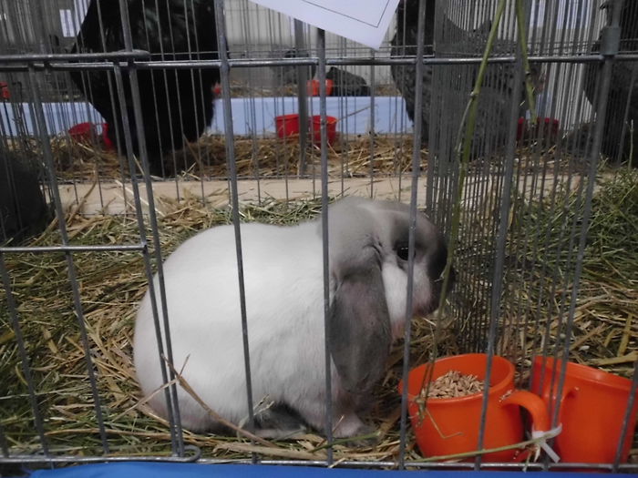 cel mai dragut si neastamparat pitic