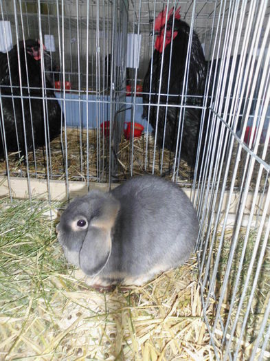 22.11.2014 Expo Brasov (50)