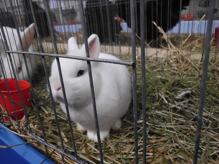 22.11.2014 Expo Brasov (54)