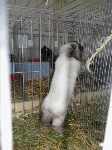 22.11.2014 Expo Brasov (51)