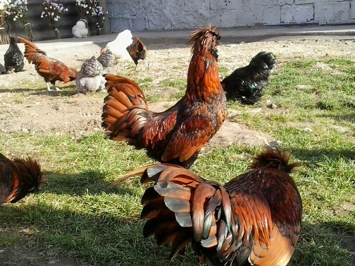 20141110_131215; Paduana 2014
