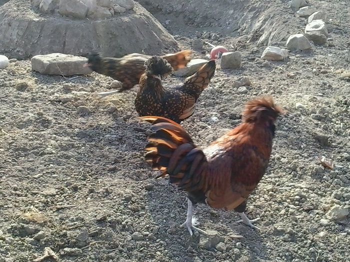 20141110_131905; Paduana 2014
