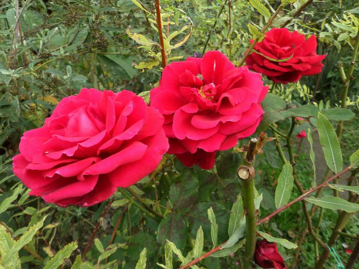 SAM_1691 - Gradina cu flori 2014