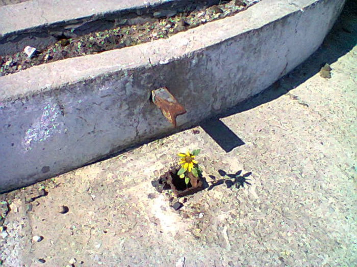 o floare printre betoane