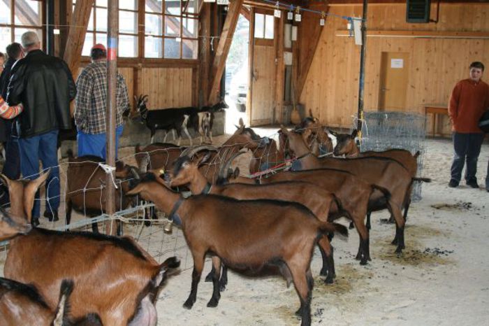 Expozitie de caprite frumoase - Rase de oi si capre-Poze deosebite 2