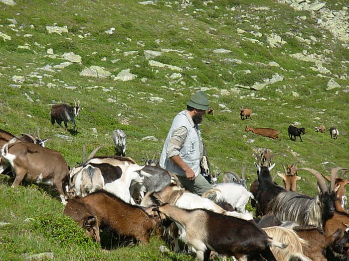 La munte le place lor - Rase de oi si capre-Poze deosebite 2
