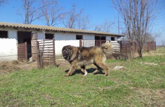 tata - Ciobanesc caucazian Tolea de vanzare