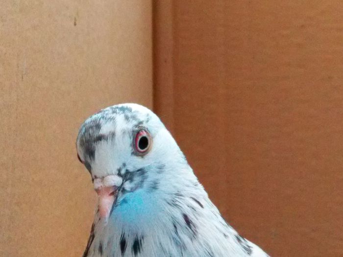 ROLLER DE BIRMINGHAM