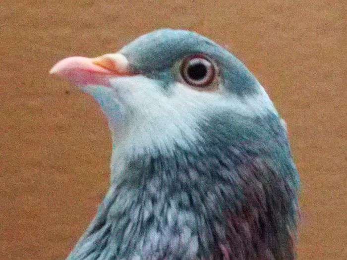 BirminghamRoller - Birmingham Roller