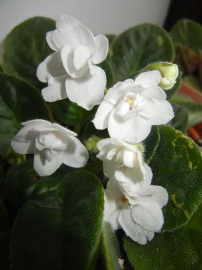 Semi-Double White Violet (2014, Nov.20) - Saintpaulia White Semi D