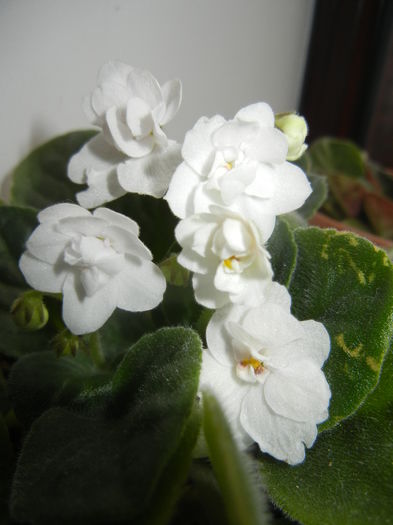 Semi-Double White Violet (2014, Nov.20)