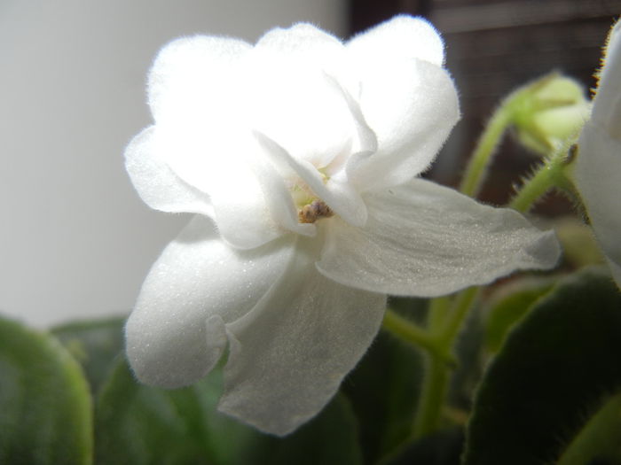 Semi-Double White Violet (2014, Nov.20) - Saintpaulia White Semi D