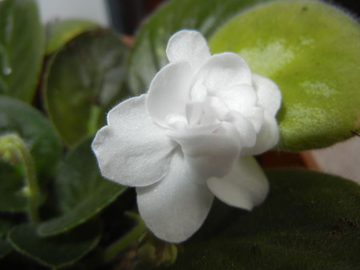 Semi-Double White Violet (2014, Nov.20)