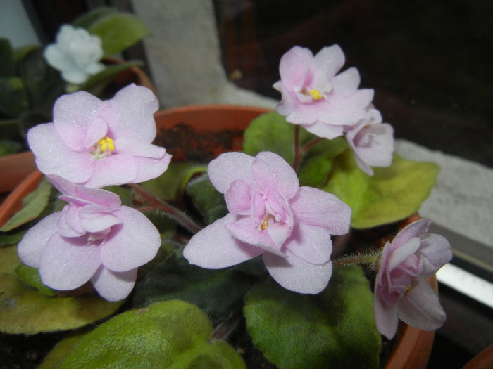 Pink African Violet (2014, Nov.20)