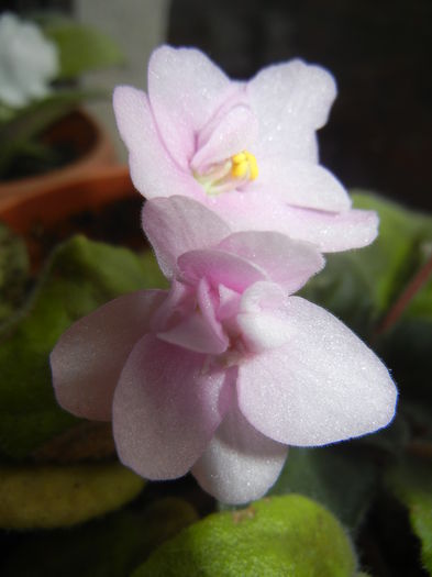 Pink African Violet (2014, Nov.20)