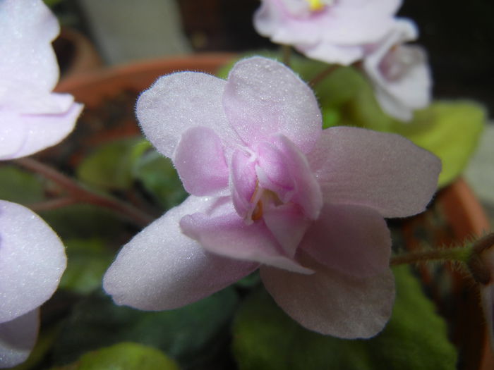 Pink African Violet (2014, Nov.20)