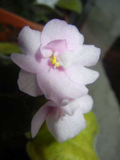 Pink African Violet (2014, Nov.20) - Saintpaulia Pink