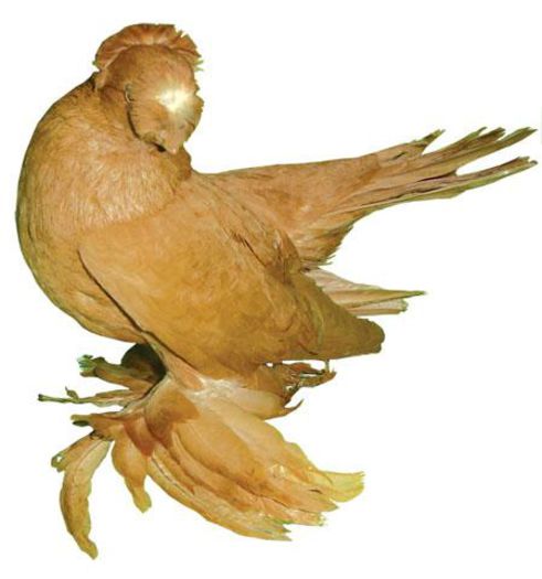 jucdebucovina - Porumbei in Lume