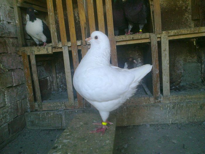 Imag 011832 - Kingi
