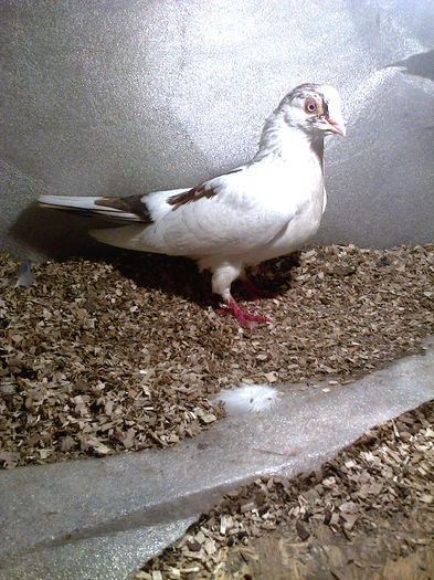 mascul linia ff veche