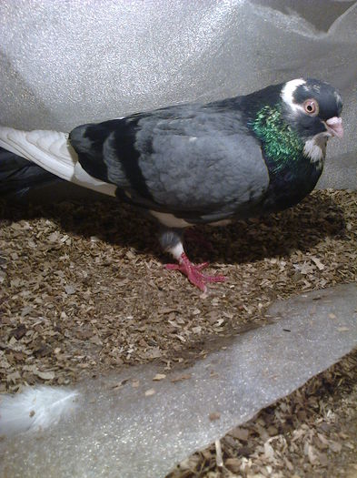 vanat pietriu linia veche