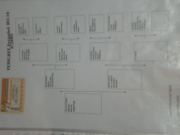 Moldovan Alexandru - B---MATCA VOJAIORI SPORT