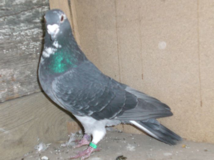 m.delbar+marc rozens+bricoux.....