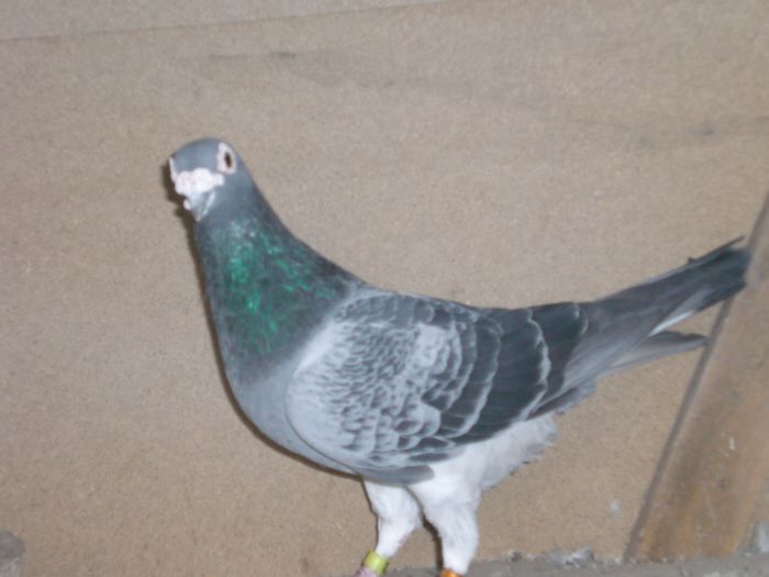 nepot HAGI BRIZD .NICU