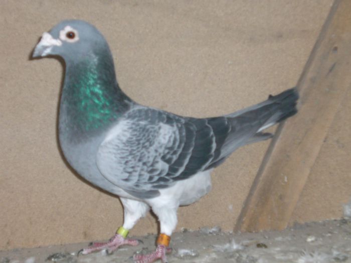 nepot HAGI BRIZD .NICU