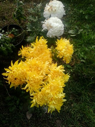galben intens - Crizanteme 2014